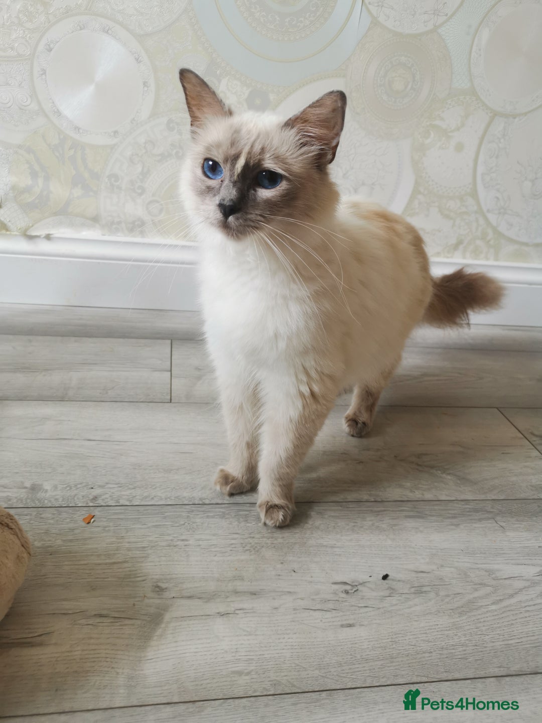 Ragdoll cats for sale: 2 left Pure Health tested huge ragdoll kittens  - Image 13
