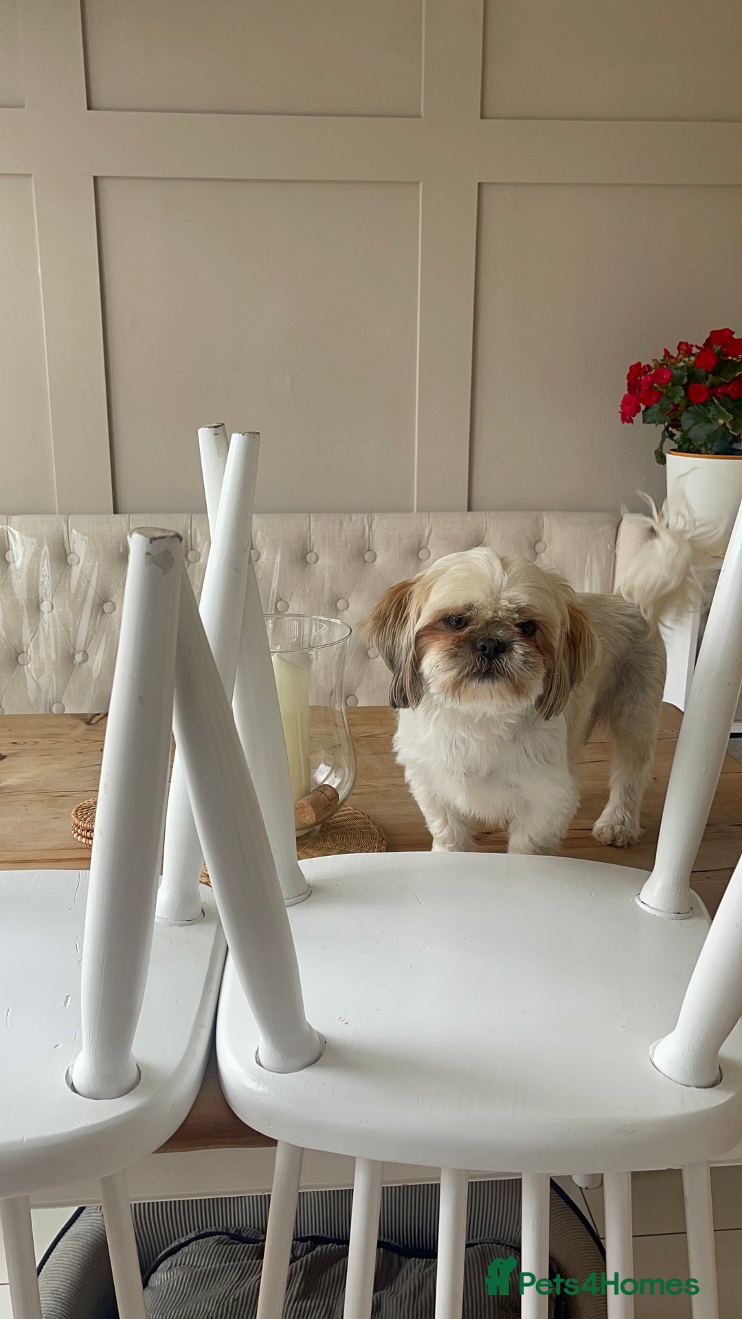 Shih Tzu dogs for sale: Shih tzu  puppies  - Advert 4