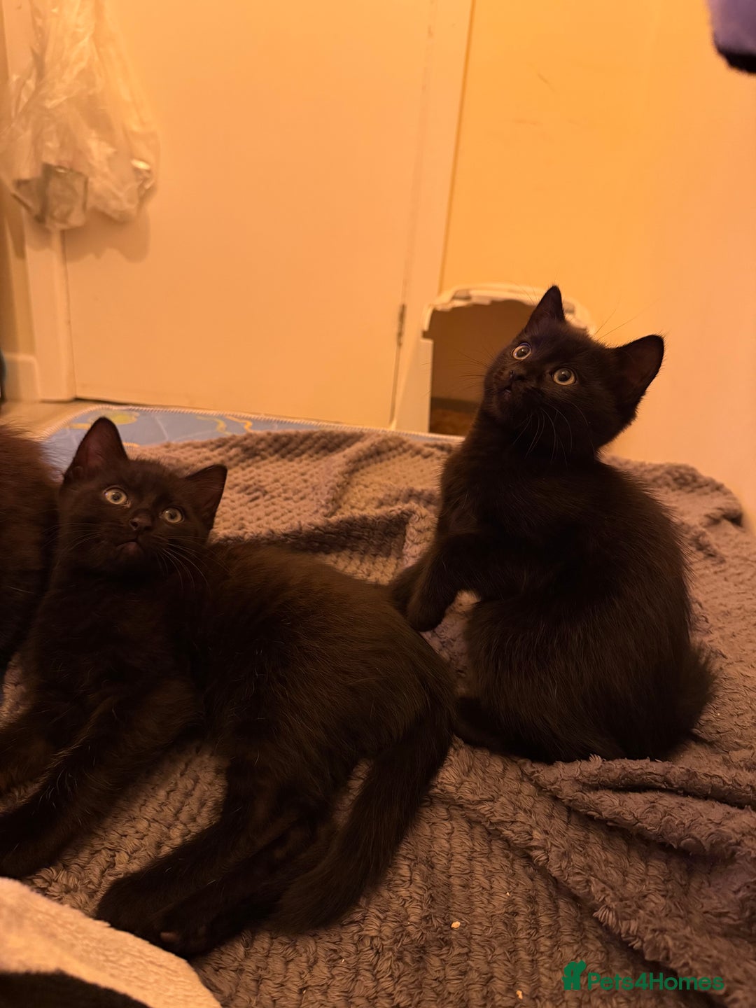 Mixed Breed cats for sale: Kitten 1 male 1 female  - Advert 4