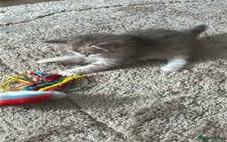 Siberian cats for sale: Siberian GCCF. kittens  - Image 10