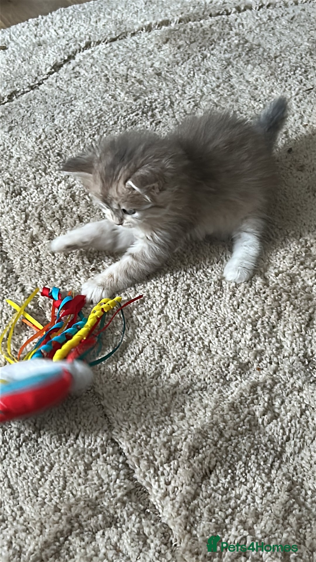 Siberian cats for sale: Siberian GCCF. kittens  - Image 10