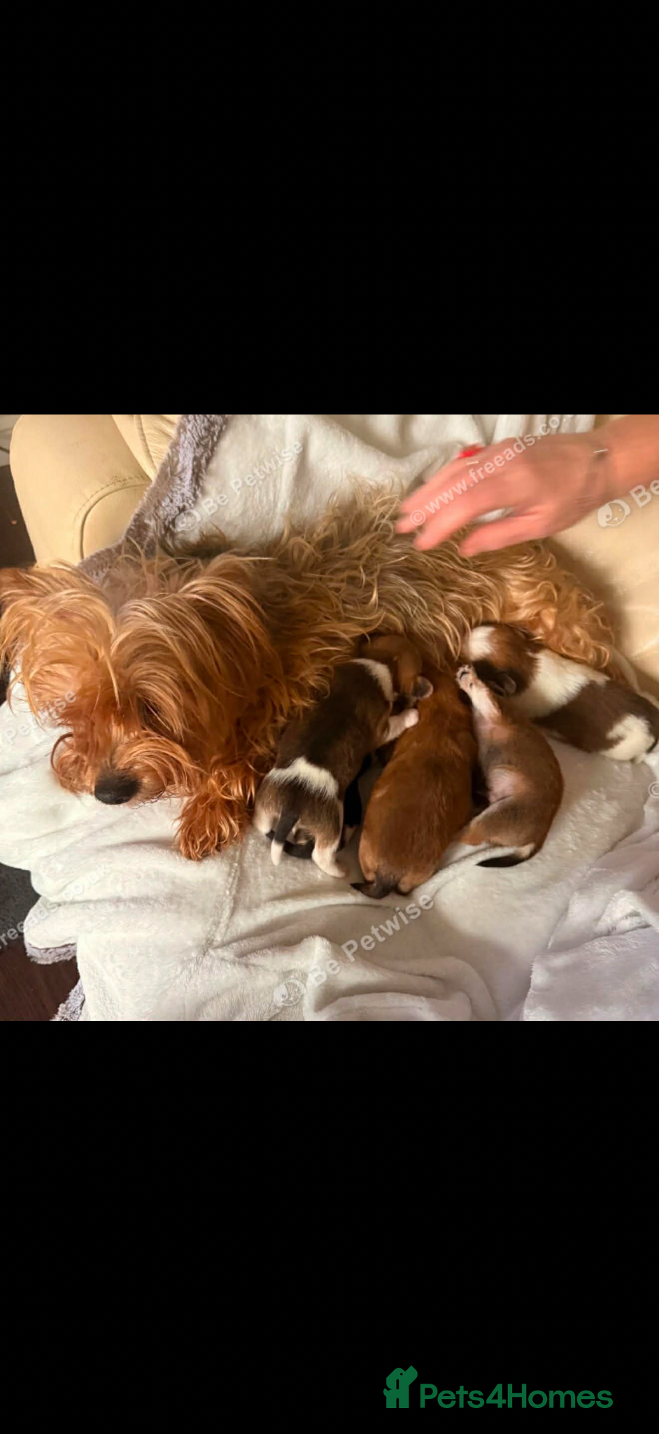 Mixed Breed dogs Yorkshire x Pomeranian  - Advert 2