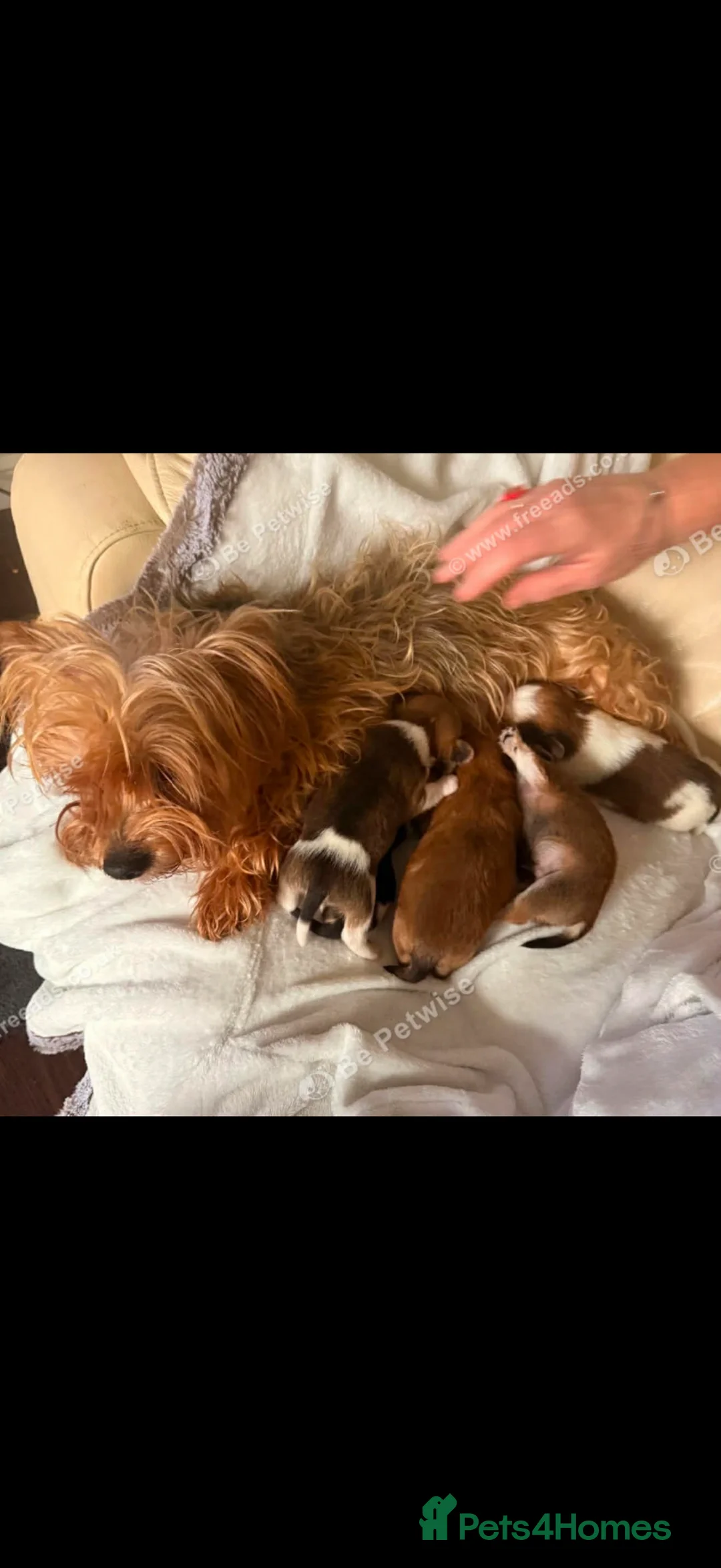 Mixed Breed dogs for sale: Yorkshire x Pomeranian  in Cardiff - Advert 1