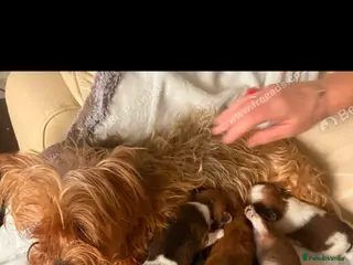 Mixed Breed dogs Yorkshire x Pomeranian - Advert 2