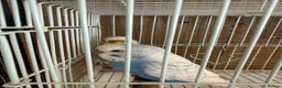 Budgerigars birds for sale: Breeding pair of budgies - Advert 4