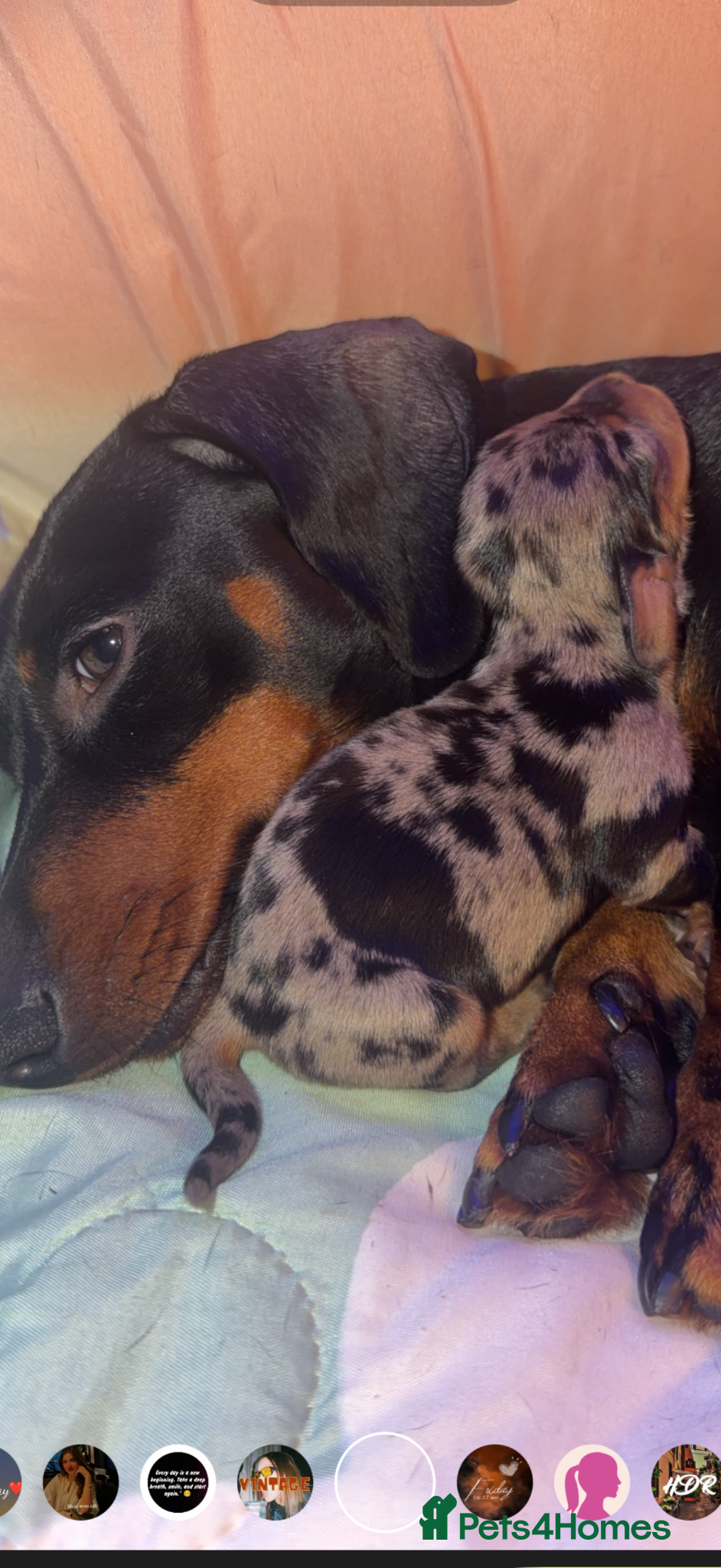 Miniature Dachshund dogs Beautiful mini dachshund puppies  - Advert 12