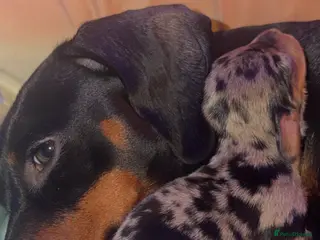 Miniature Dachshund dogs Beautiful mini dachshund puppies - Advert 12