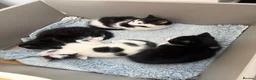 British Shorthair cats for sale: Adorable Black & White Kittens - Advert 7