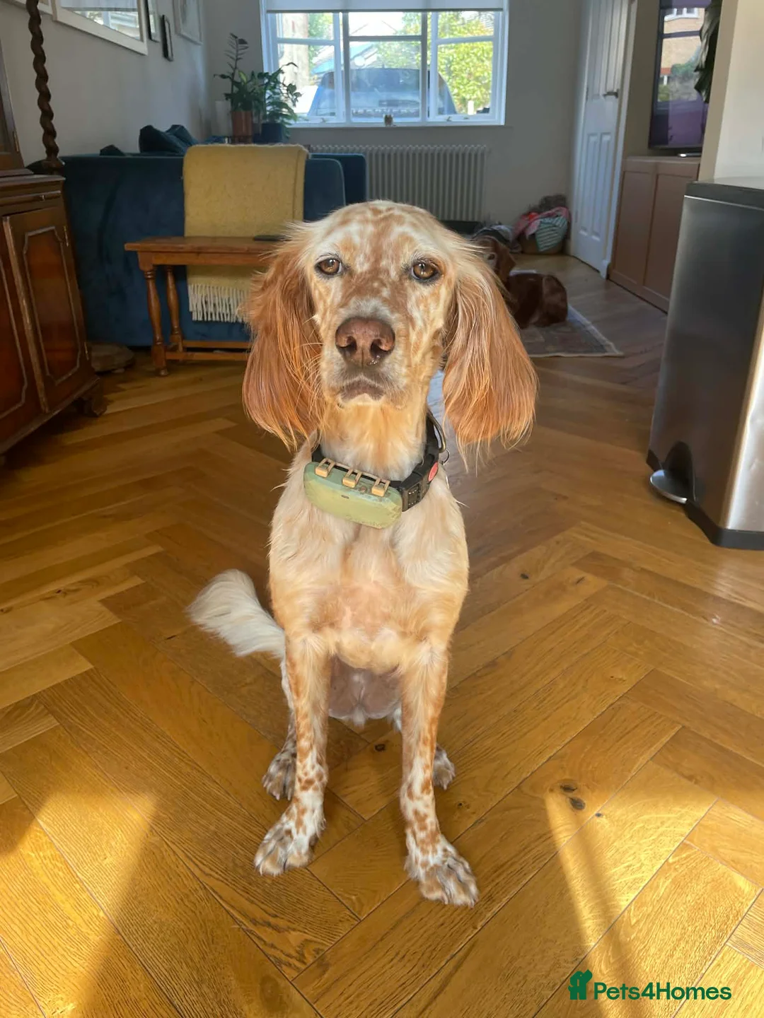 English Setter dogs for sale: Bonnie needs a calm and dedicated home - Advert 5