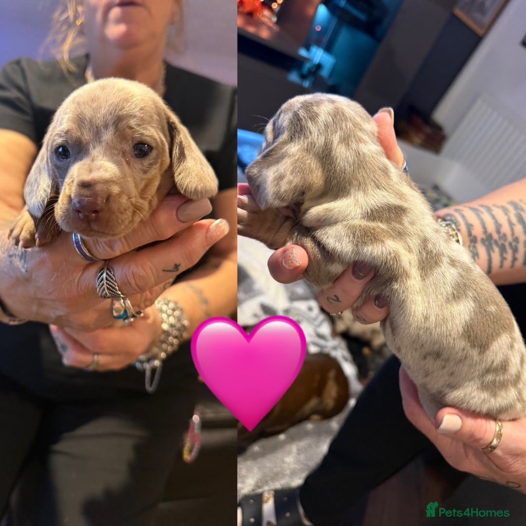 Dachshund dogs for sale: 2 miniature dachshund girls  - Image 3