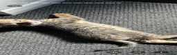 Maine Coon cats for sale: Mainecoon x bengal kittens READY NOW  - Advert 10