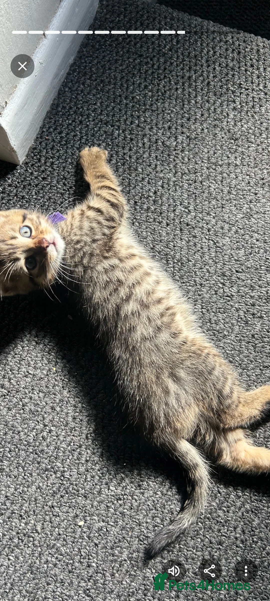 Maine Coon cats for sale: Mainecoon x bengal kittens READY NOW  - Advert 10