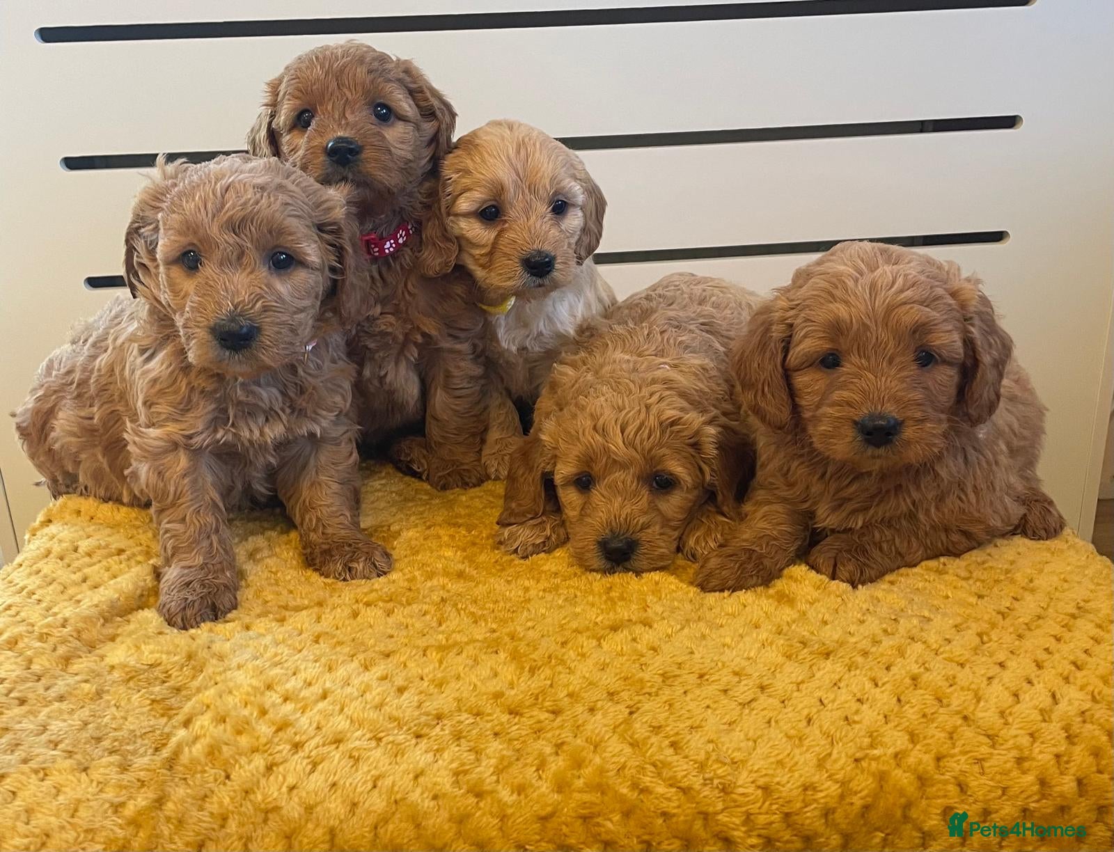 Mini Goldendoodle dogs Beautiful f1 miniature Goldedendoodle puppies - Advert 1