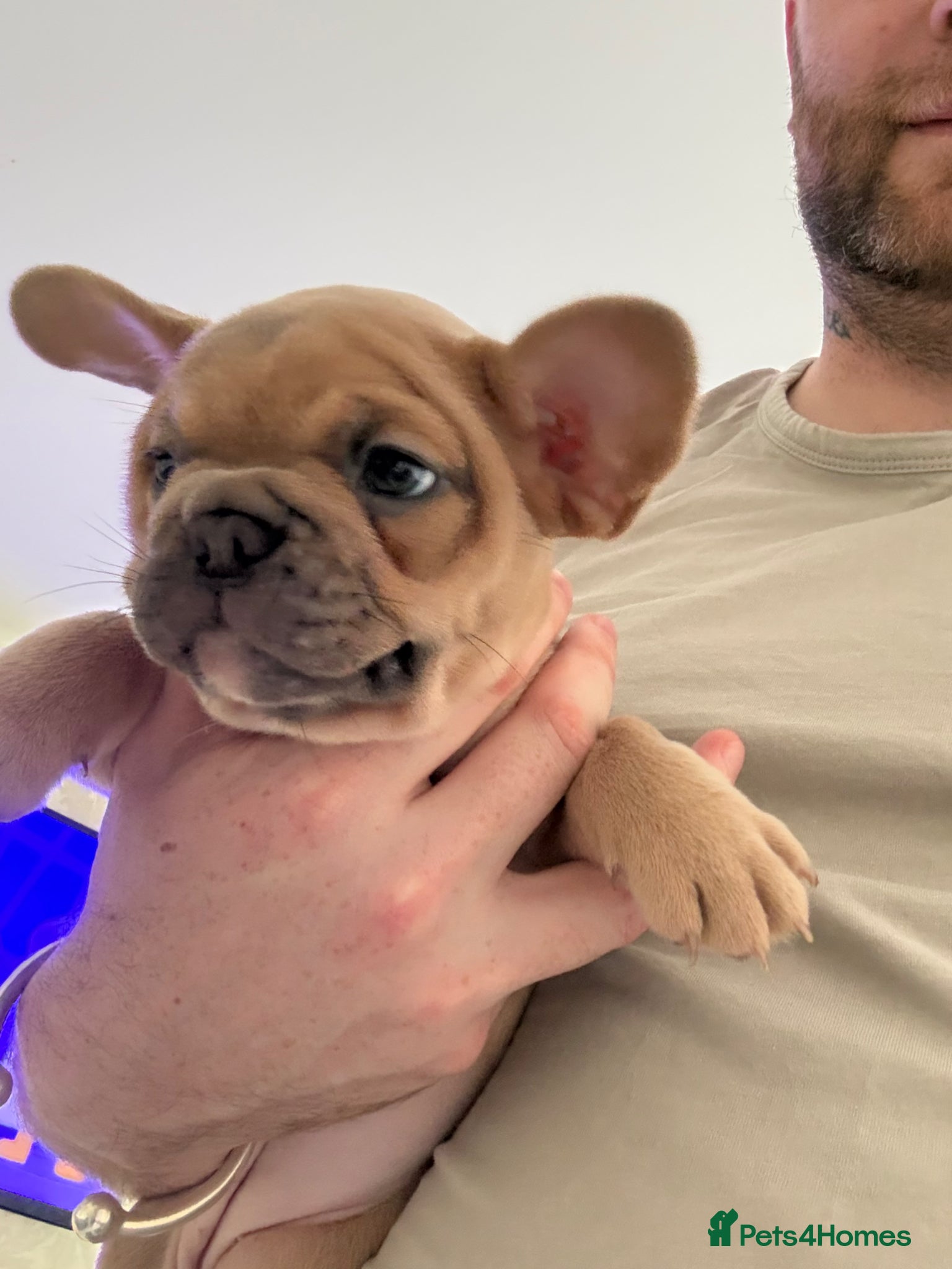 French Bulldog dogs French Bulldog Puppies 3 Female  - Advert 8