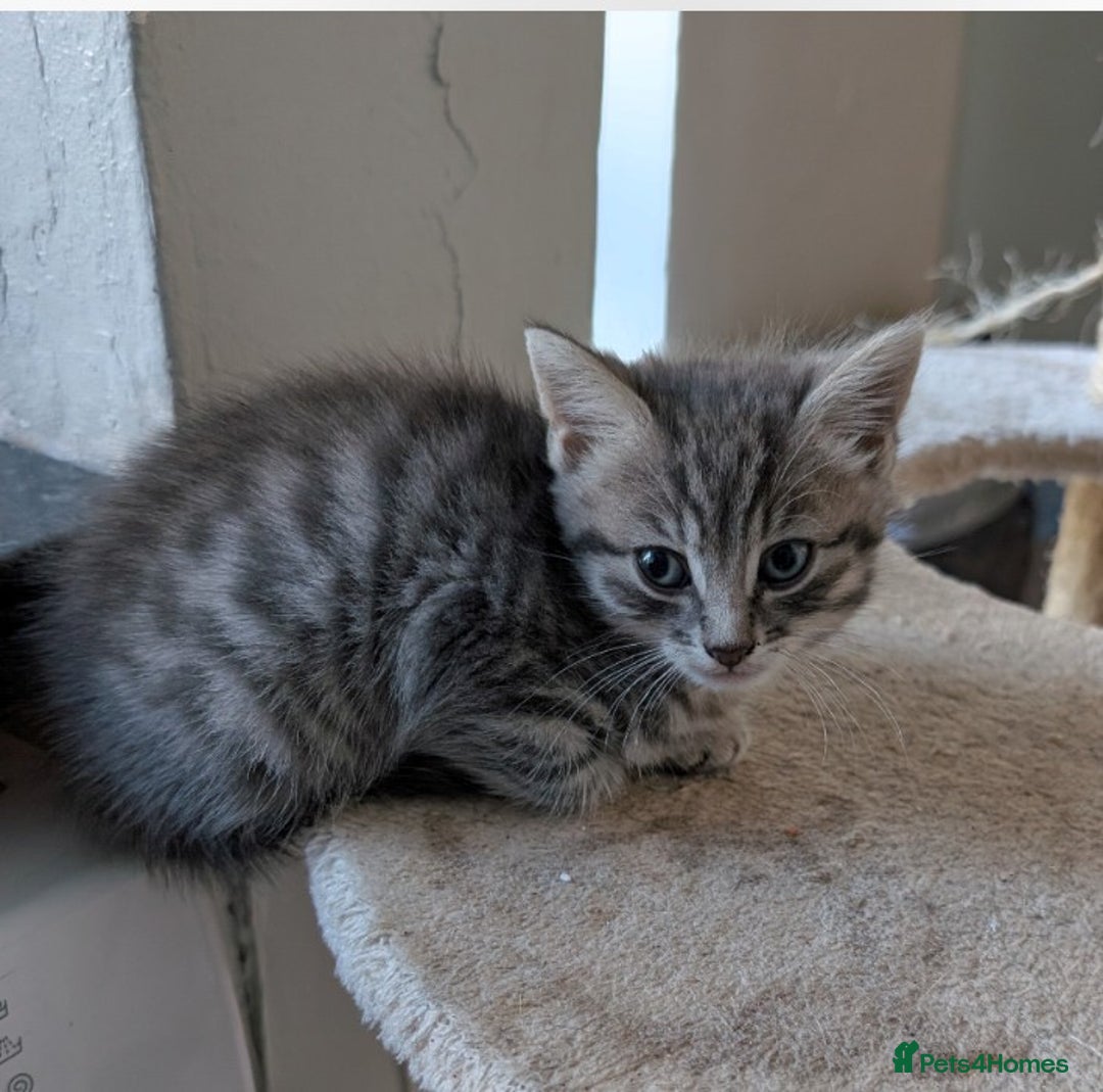 Mixed Breed cats for sale: Kittens  - Image 11
