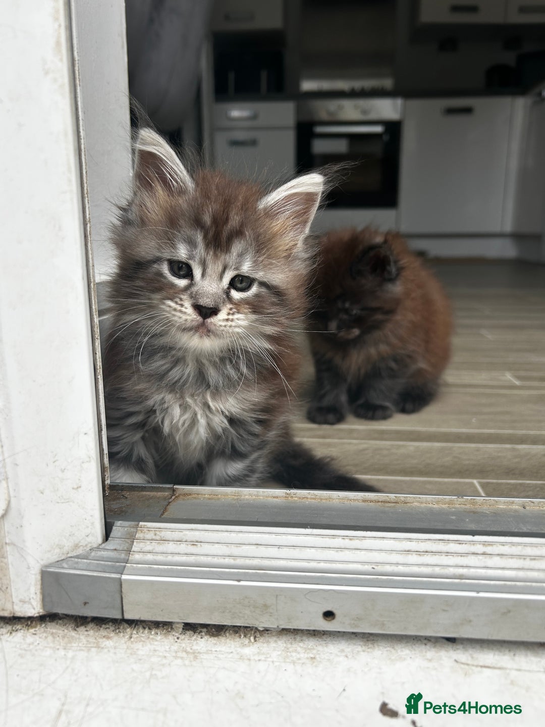 Maine Coon cats for sale: 2 xl tica active mainecoon kittens  - Image 10