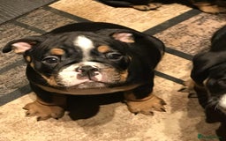 Olde English Bulldogge dogs for sale: Olde english bulldogge puppies  - Advert 22