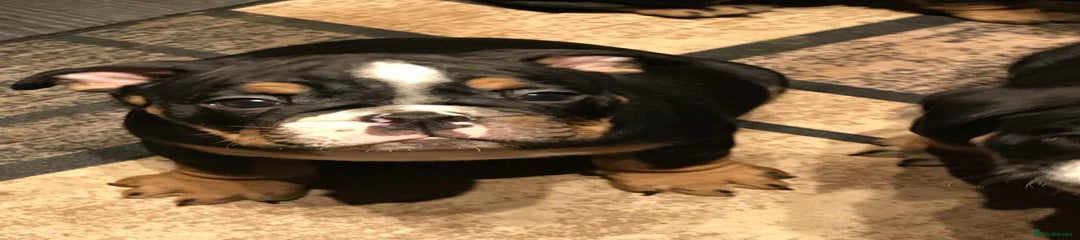 Olde English Bulldogge Puppy 2