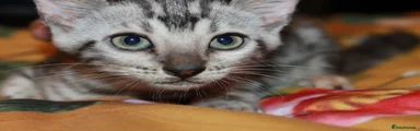 Kiwi - Red Collar