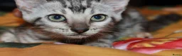 Bengal cats for sale: Four Bengal Kittens for Sale. TICA Pedigree Reg'd - Advert 5