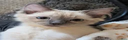 Ragdoll cats for sale: Purebred ragdoll brothers 🩵🩵🩵 - Advert 9