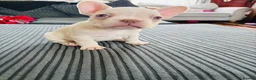 French Bulldog dogs for sale: French bulldog Puppies  - Advert 5
