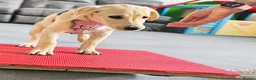 Goldador dogs for sale: 5 Month old Goldador Ready for Forever Home - Advert 8