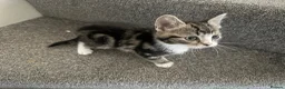Mixed Breed cats for sale: Kittens  in Haverhill - Advert 15