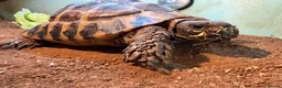 Hermann Tortoise reptiles for sale: Two male Herman tortoises  in Portsmouth - Advert 10