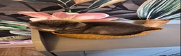 American Shorthair cats for sale: Brother and sister looking for a new home.  - Advert 2