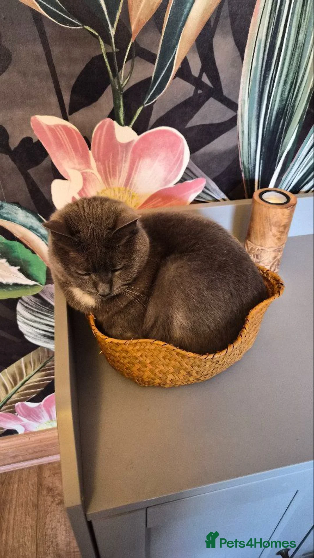 American Shorthair cats for sale: Brother and sister looking for a new home.  - Advert 2