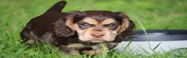 Cocker Spaniel 1