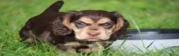 Cocker Spaniel dogs for sale: KC Reg Working Cocker Spaniels  - Advert 28