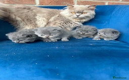 British Longhair cats for sale: Beautiful British longhair kittens  - Image 2