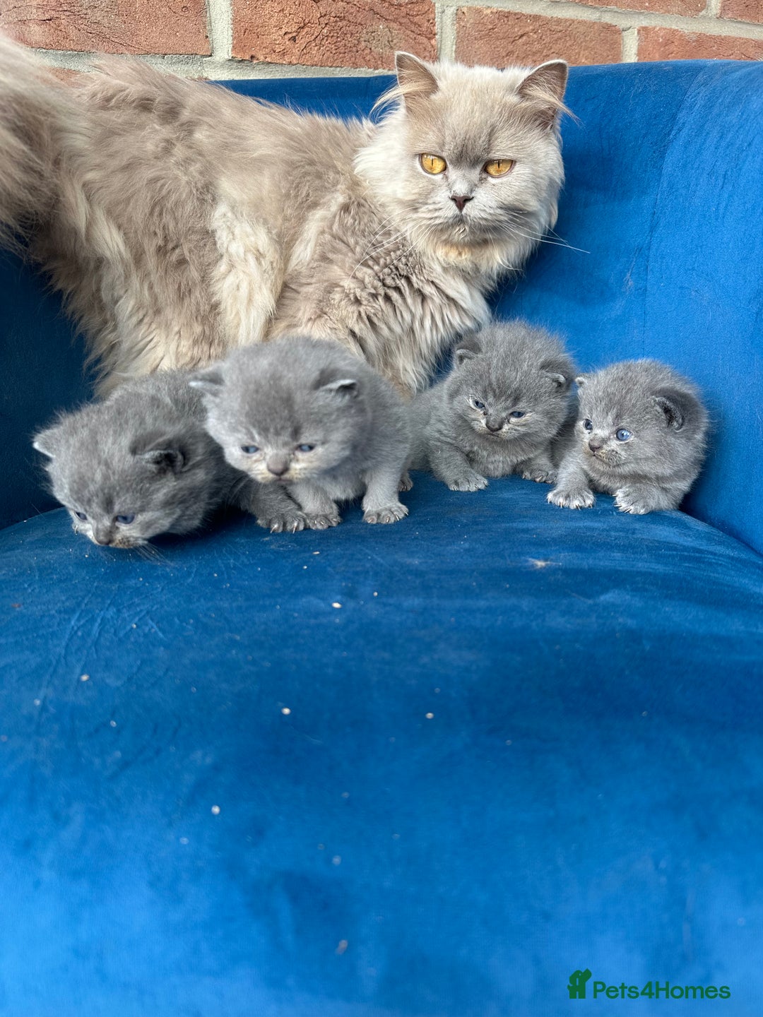British Longhair cats for sale: Beautiful British longhair kittens  - Image 2