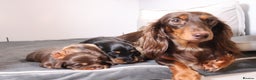 Miniature Dachshund dogs for sale: Exceptional miniature longhaired dachshunds  - Advert 4