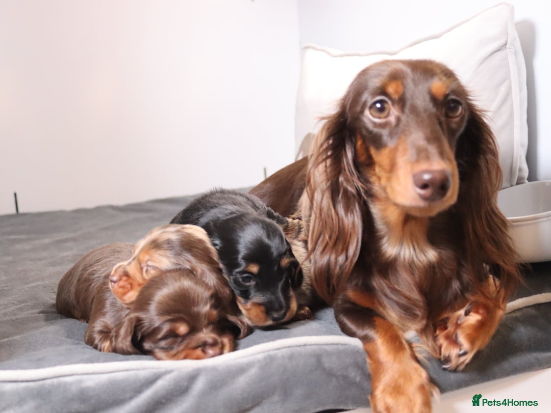 Miniature Dachshund dogs for sale: Exceptional miniature longhaired dachshunds  - Advert 4
