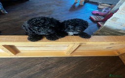 Cockapoo dogs for sale: Reduced!!! Last 2 ready now, F1B Cockapoos in Whitley Bay - Image 1