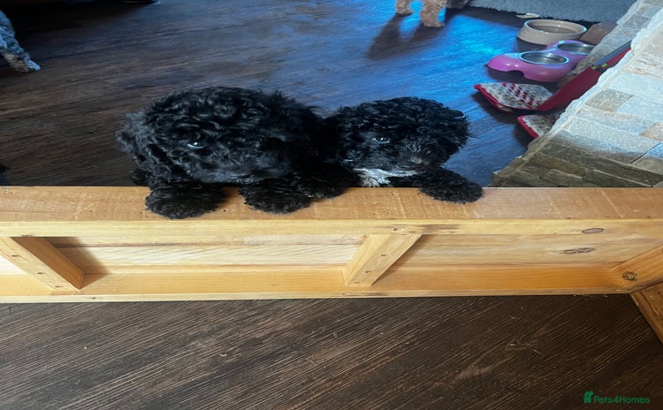 Cockapoo dogs in Whitley Bay - Advert 1