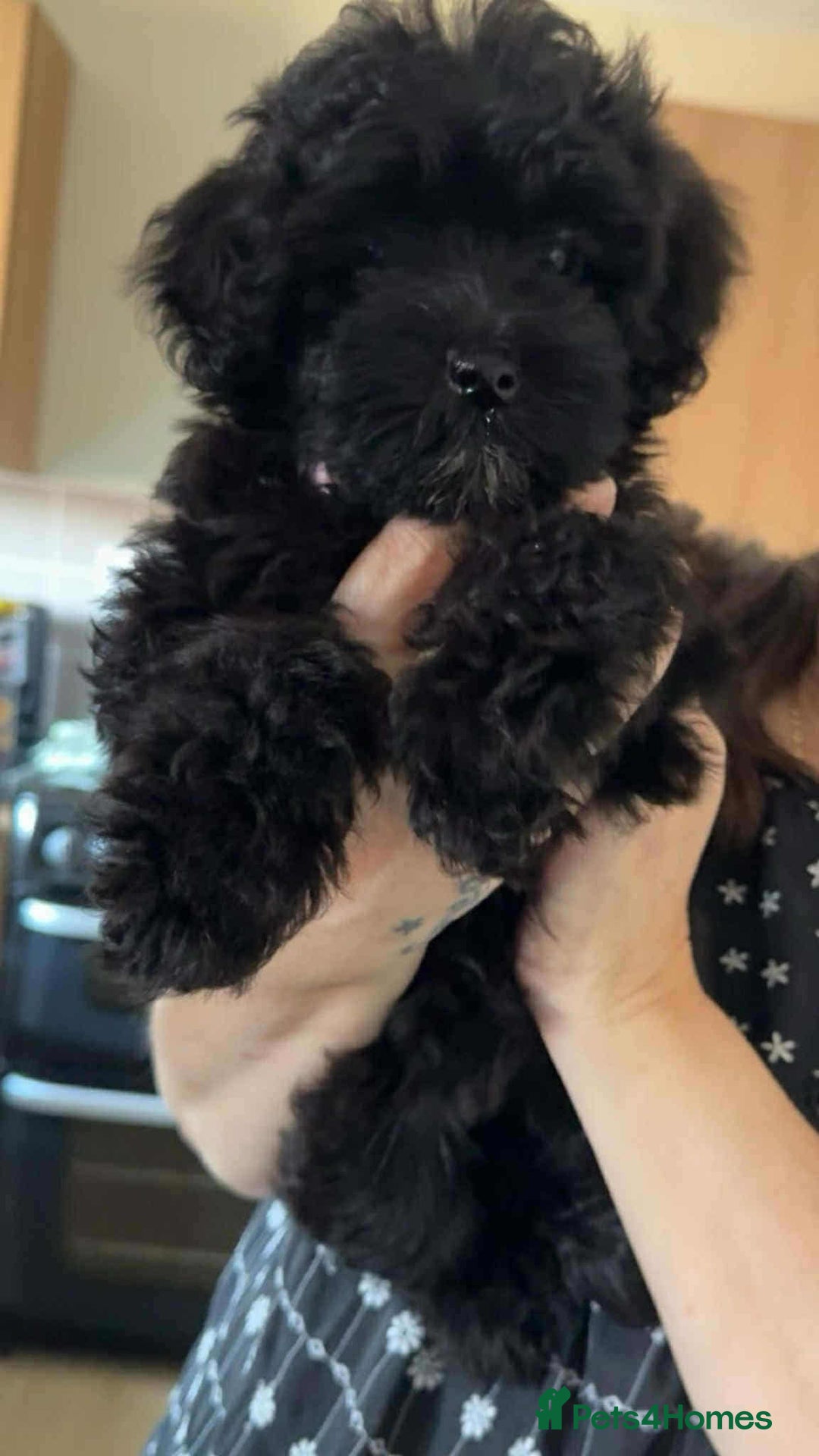 Maltipoo dogs for sale: One gorgeous girl available Korean maltipoos - Image 5