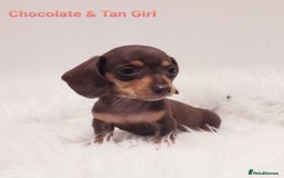 Miniature Dachshund dogs for sale: STUNNING KC DAPPLES. 5* breeder - Image 4