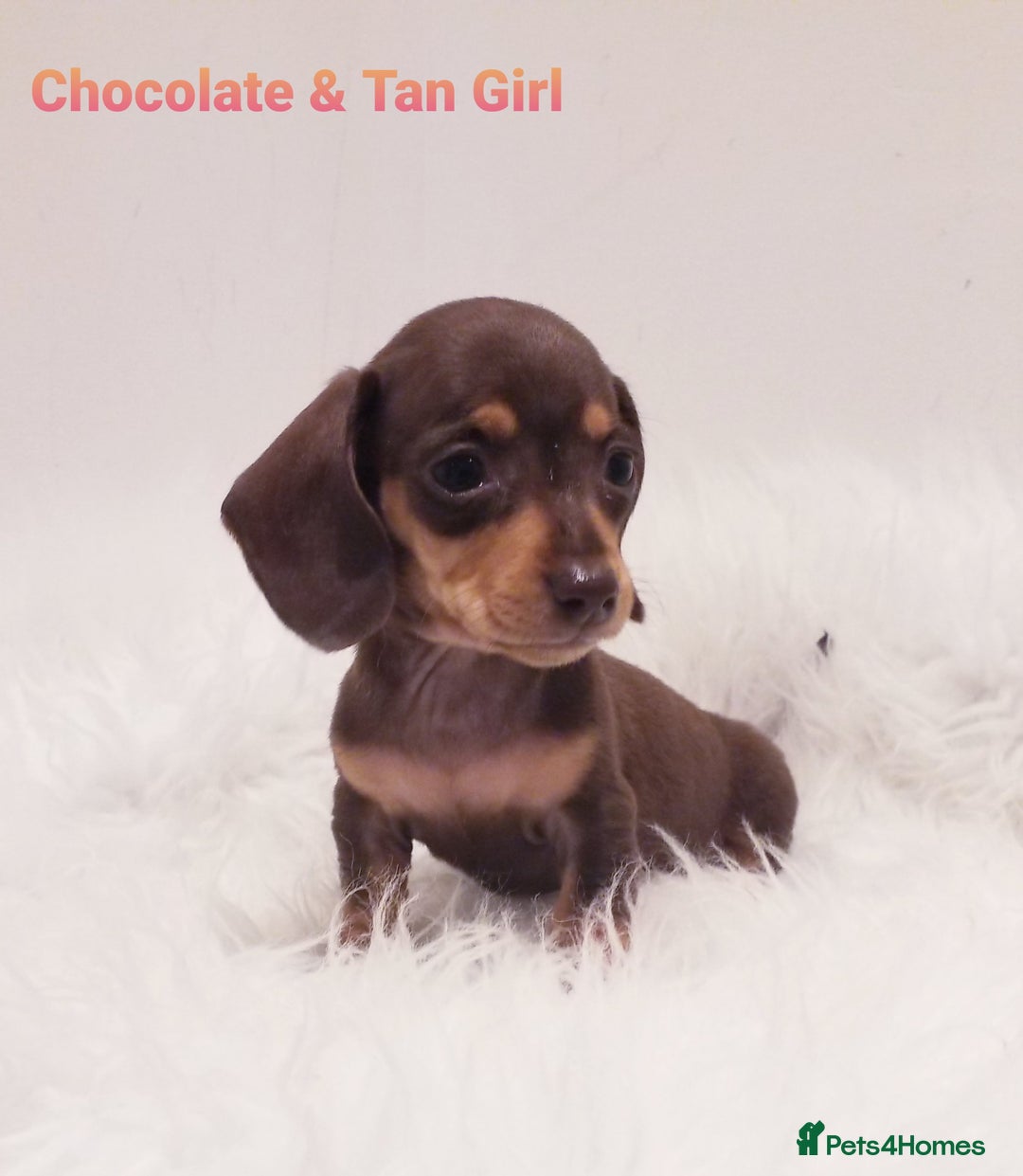 Miniature Dachshund dogs for sale: STUNNING KC DAPPLES. 5* breeder - Image 4