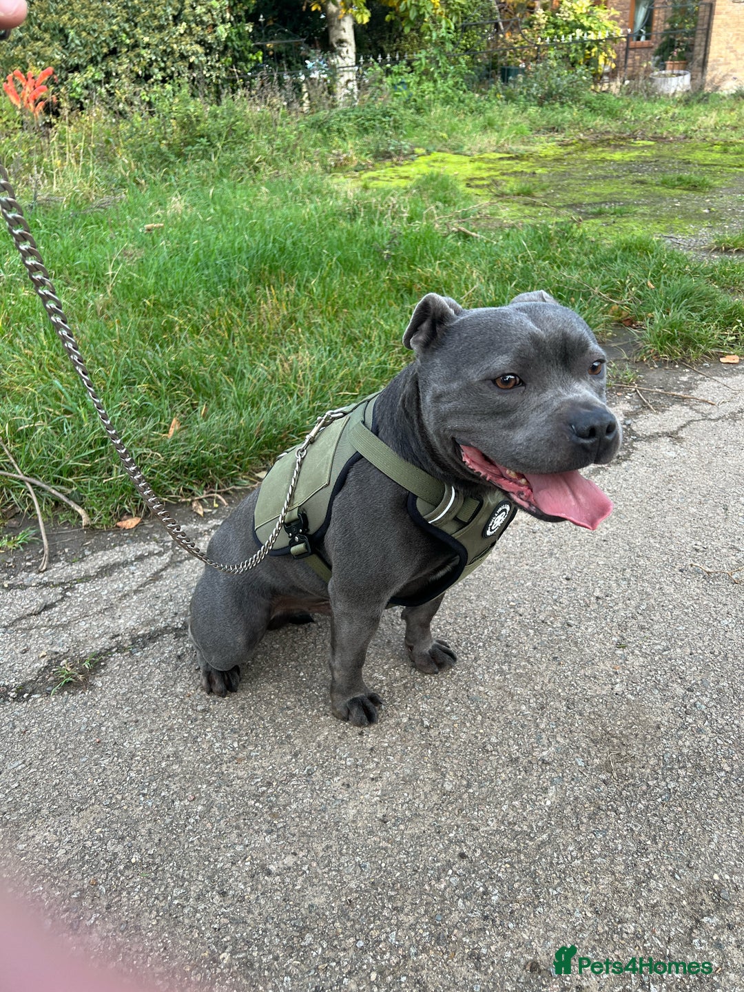 Staffordshire Bull Terrier dogs for sale: KC ⭐️Champion⭐️ bloodline Staffy Ready to leave - Advert 9