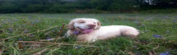 Clumber Spaniel dogs for sale: KcWorking Clumber Spaniel Puppy 1 GIRL LEFT!!! - Advert 3