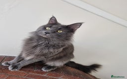 Maine Coon cats for sale: Maine Coon Kittens - Image 7