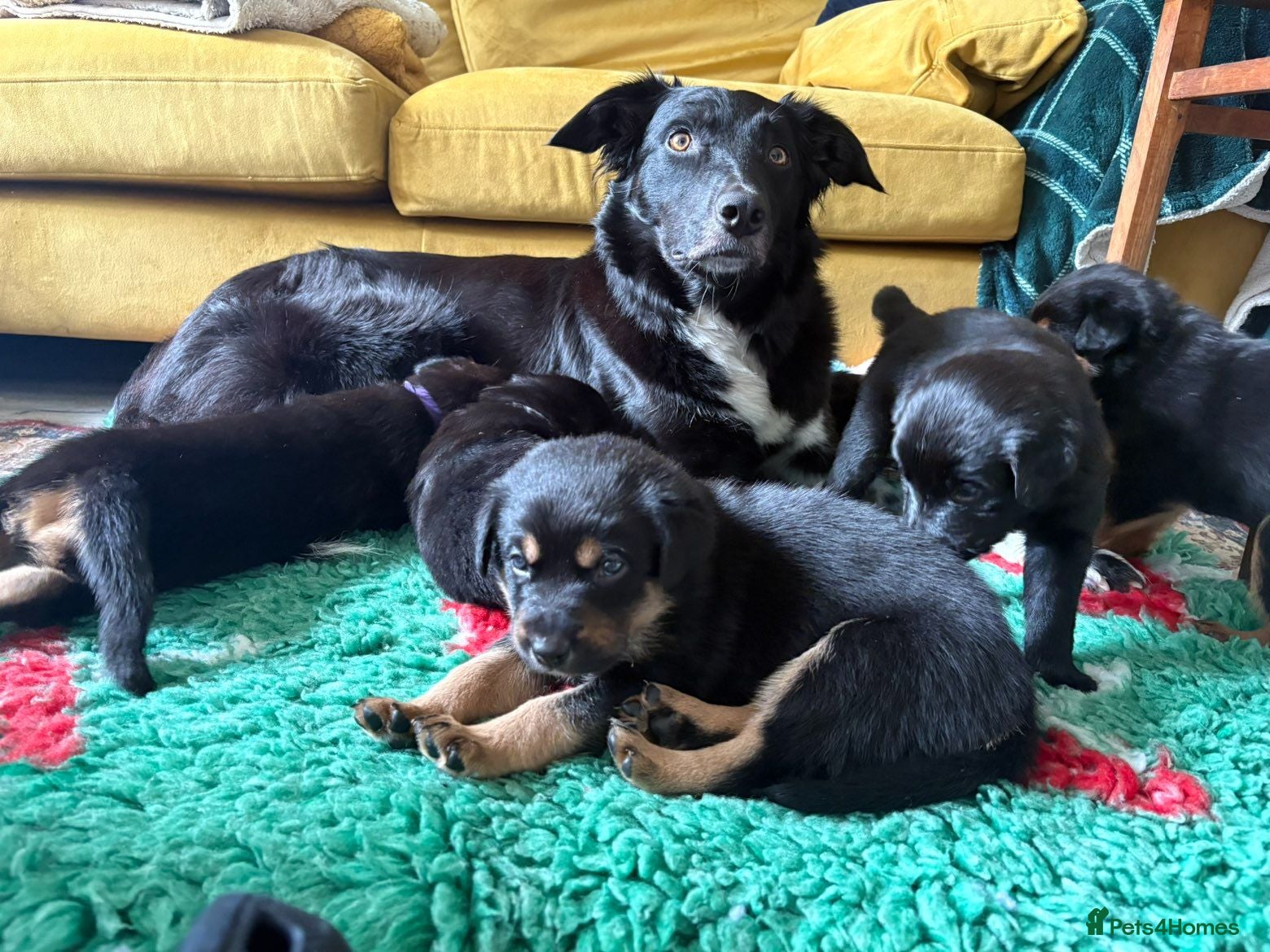 Mixed Breed dogs Border collie × German shepherd × rottweilers - Advert 15