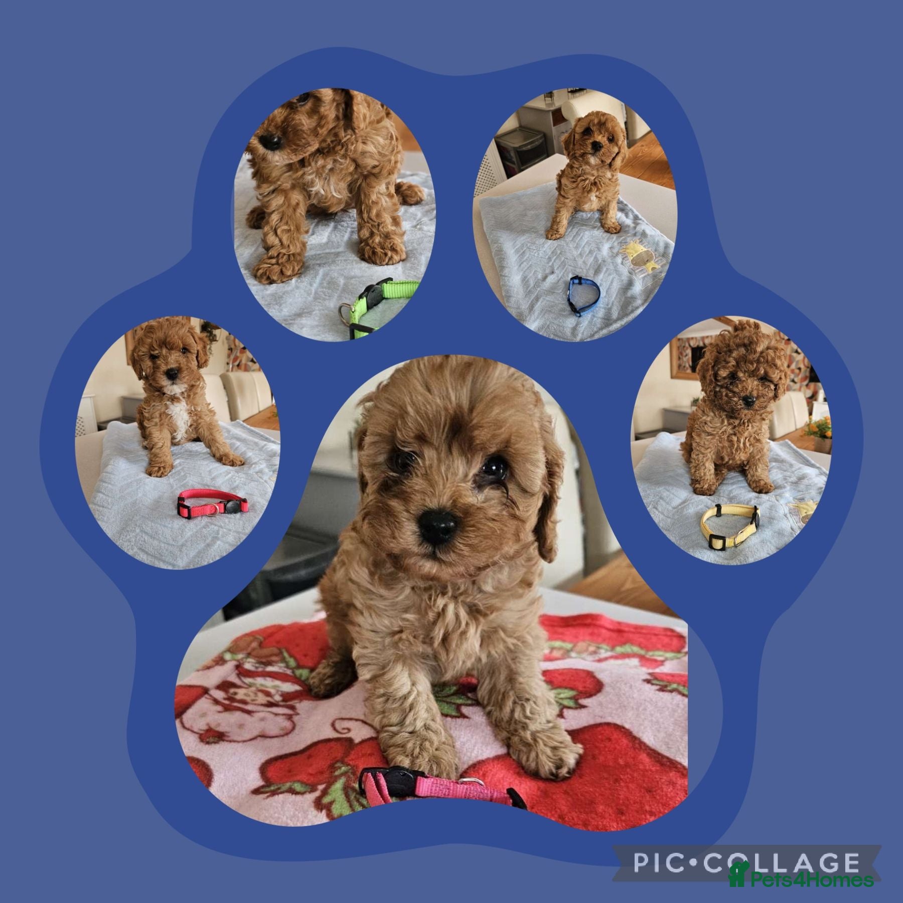 Cavapoo dogs for sale: 5* Cavapoo Puppies - Advert 1