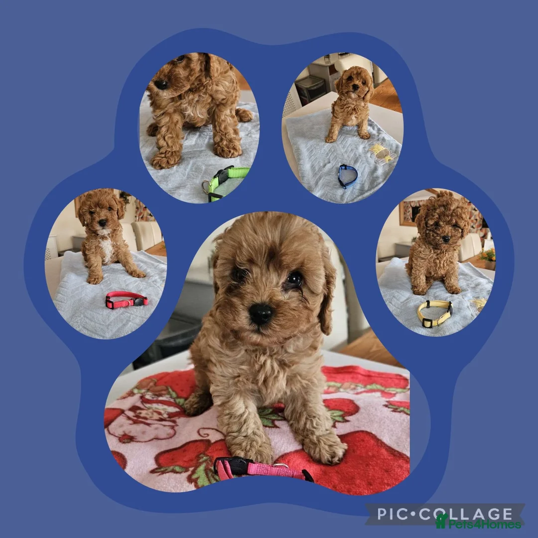 Cavapoo dogs for sale: 5* Cavapoo Puppies - Advert 1
