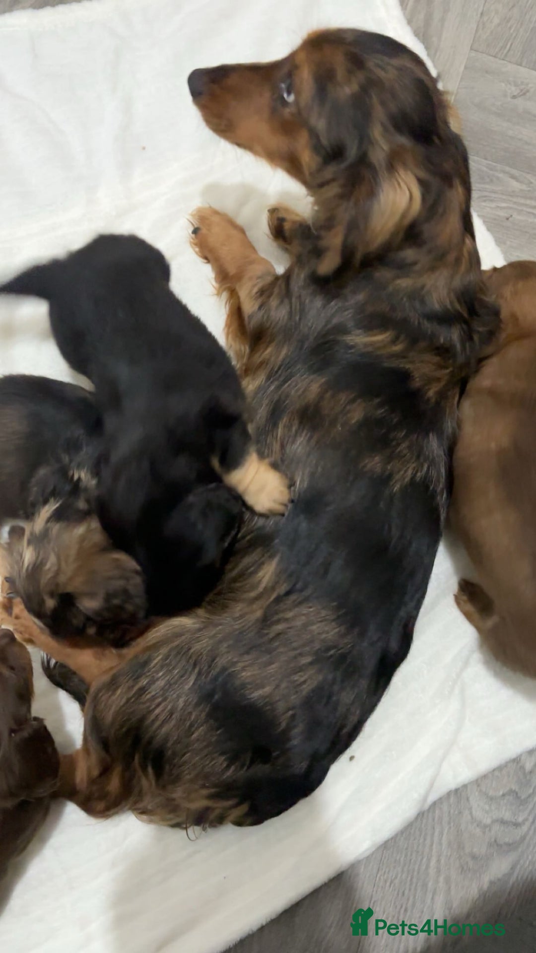 Miniature Dachshund dogs for sale: Champion Longhaired Miniature Dachshund Puppies - Advert 15