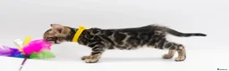 Bengal cats for sale: TICA Registered Brown & Snow Lynx Bengal Kittens - Advert 22